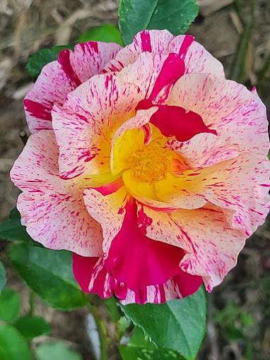 Le Clos de Chanchore Jardin Roseraie Arboretum dans l'Eure